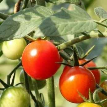Staking tomatoes