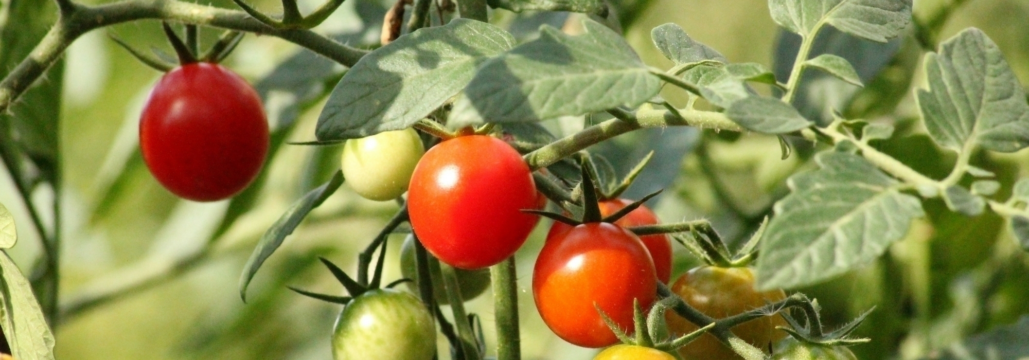 Staking tomatoes