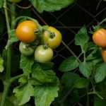 Building a tomato cage - Tutorial