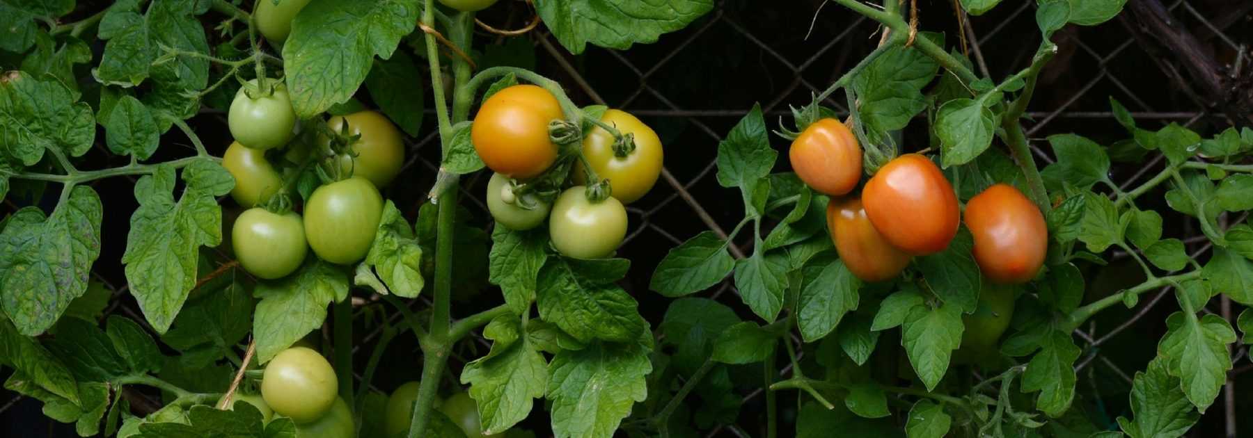 Building a tomato cage - Tutorial