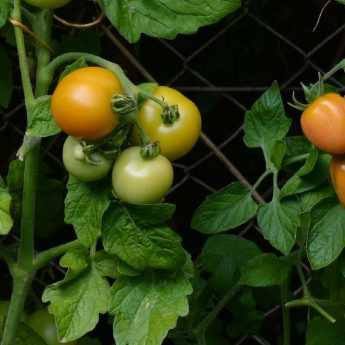 Building a tomato cage - Tutorial