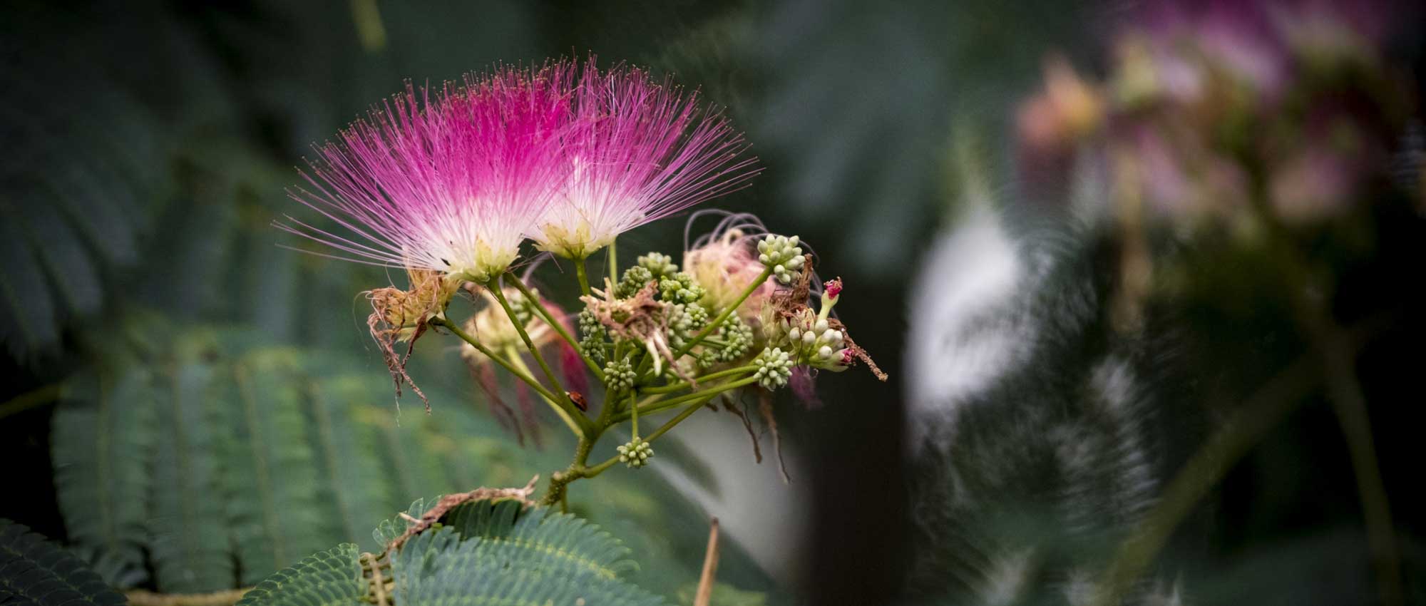 *Albizia*: plant, prune and maintain