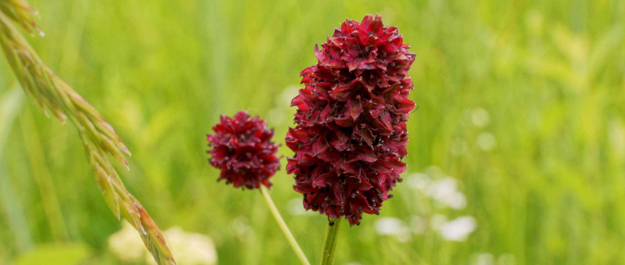 Burnet or *Sanguisorba*: planting, cultivation and maintenance