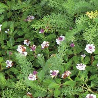 Alternatives to grass: 10 ground covers to replace short grass meadow