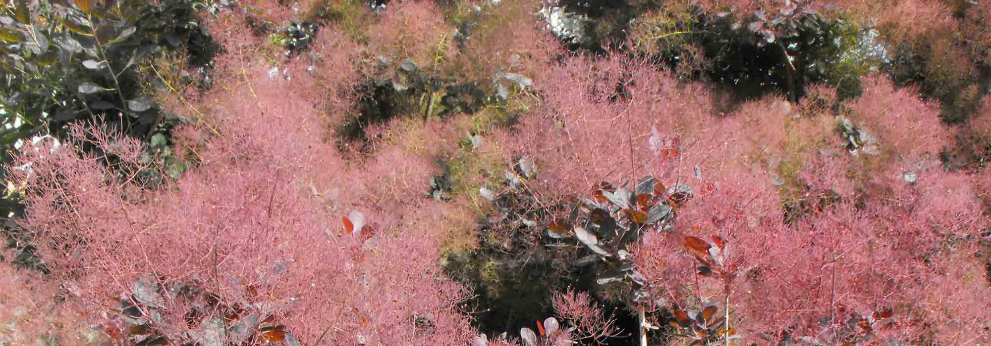 Cotinus, Smoke Bush: Planting, Pruning, Care