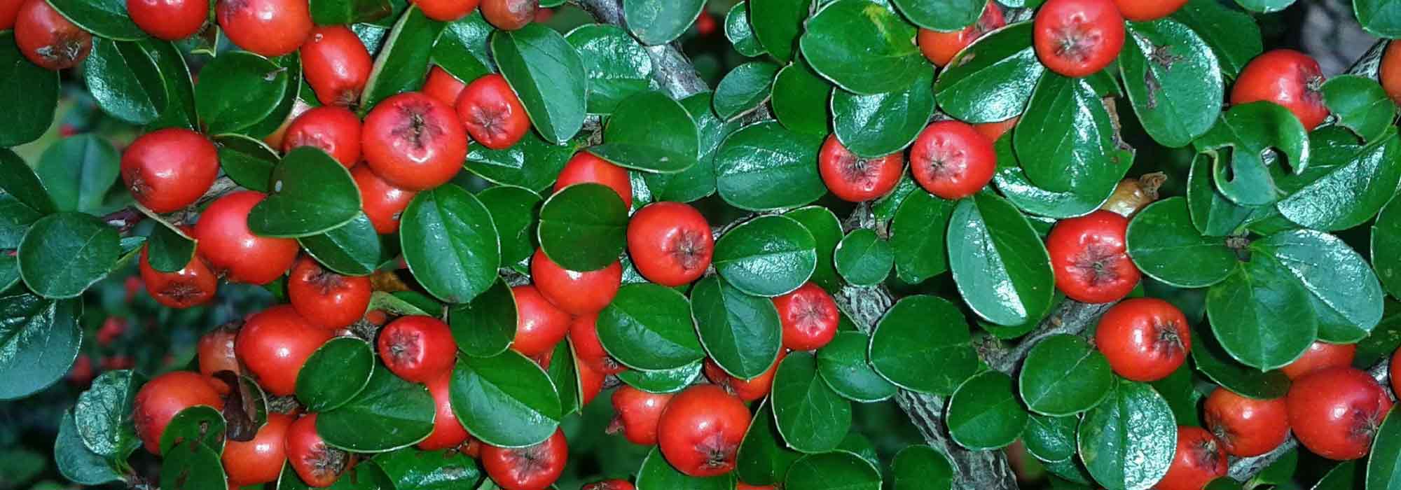 *Cotoneaster*: plant, pruning, maintain