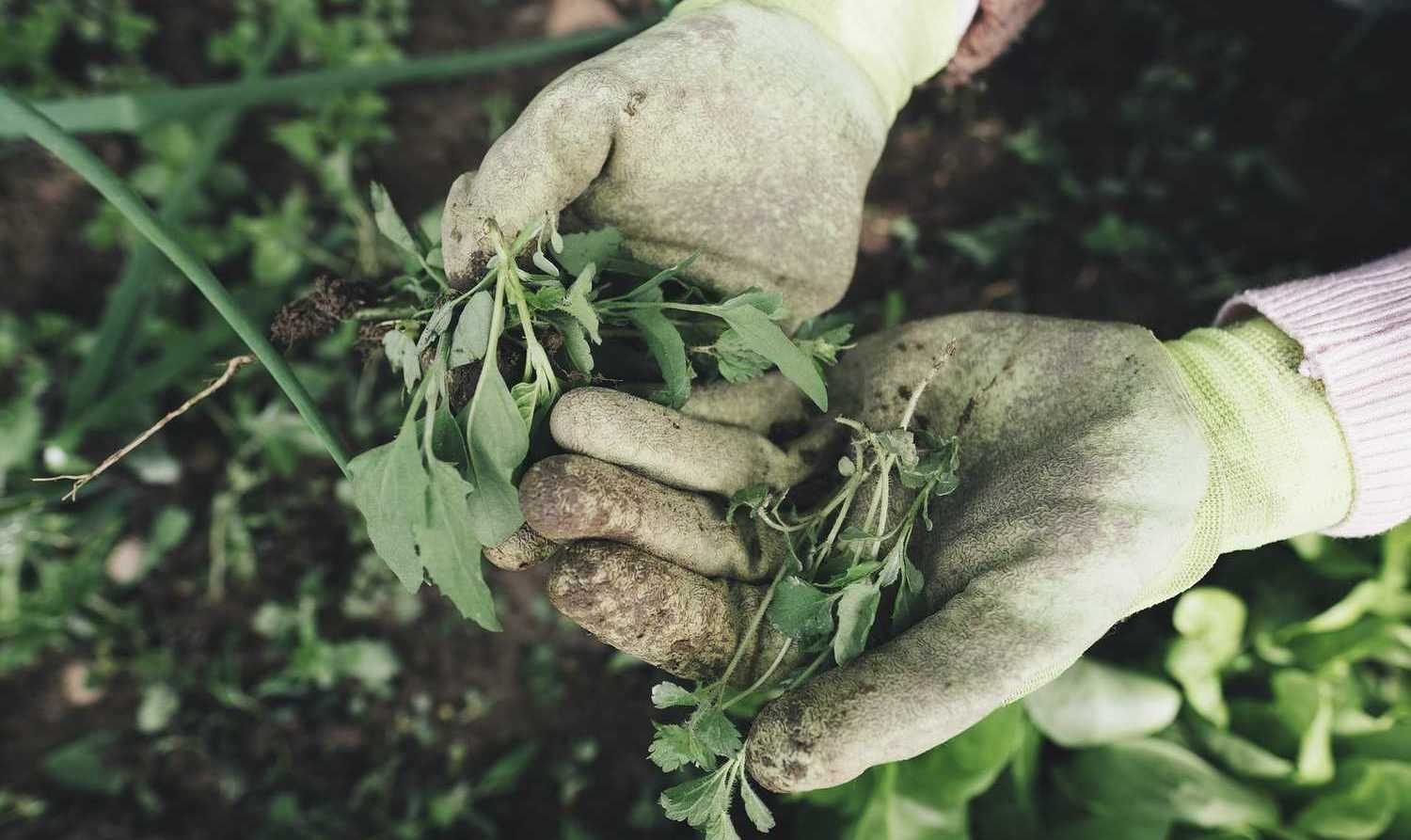 Weeding... naturally!