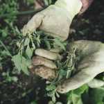 Weeding... naturally!
