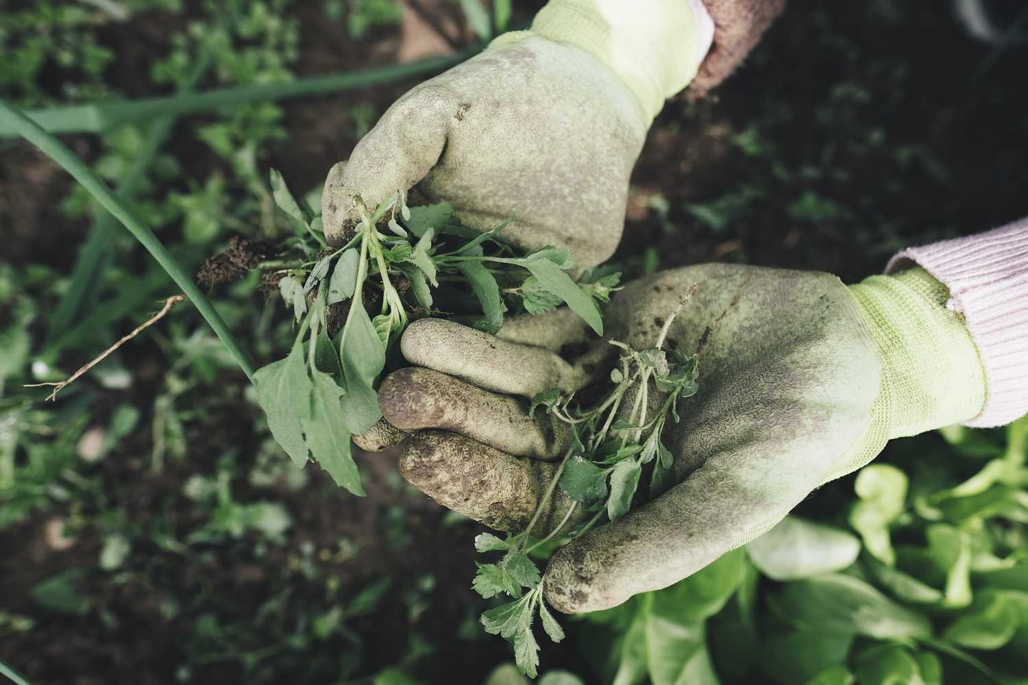 Weeding... naturally!