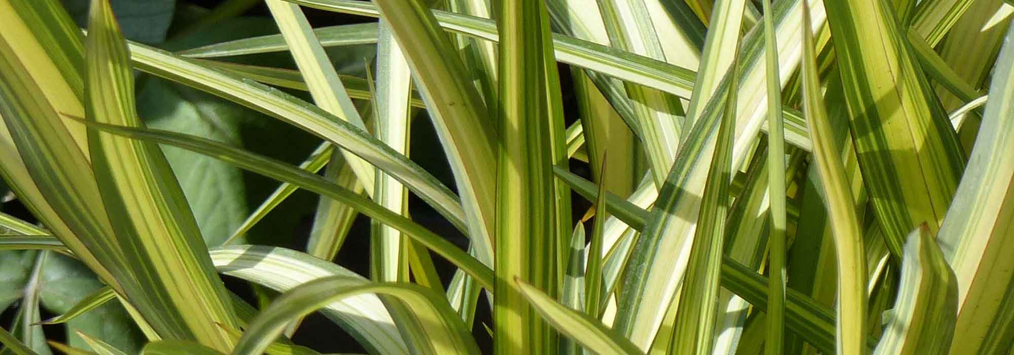*Phormium*, *New Zealand flax*: planting, pruning, maintenance