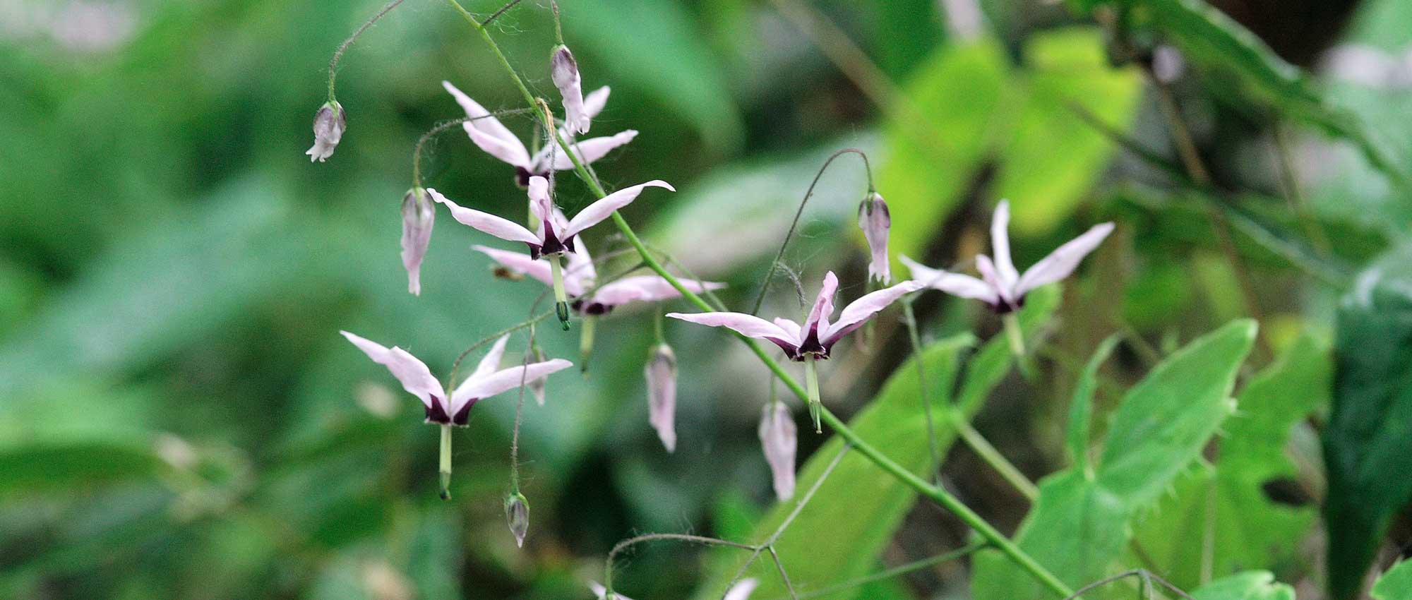 Epimedium, Flower of the Elves: to plant, to grow and to maintain