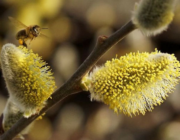 Beautiful aments in the gardens, the spring prelude!