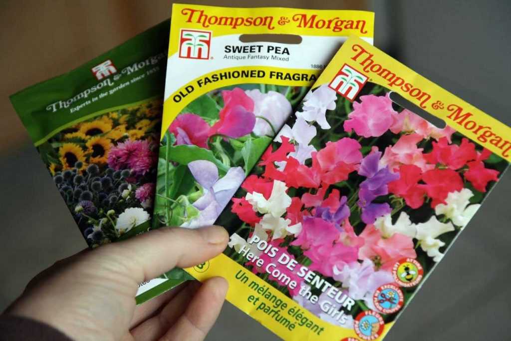 How to succeed in sowing sweet peas - Tutorial