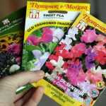 How to succeed in sowing sweet peas - Tutorial