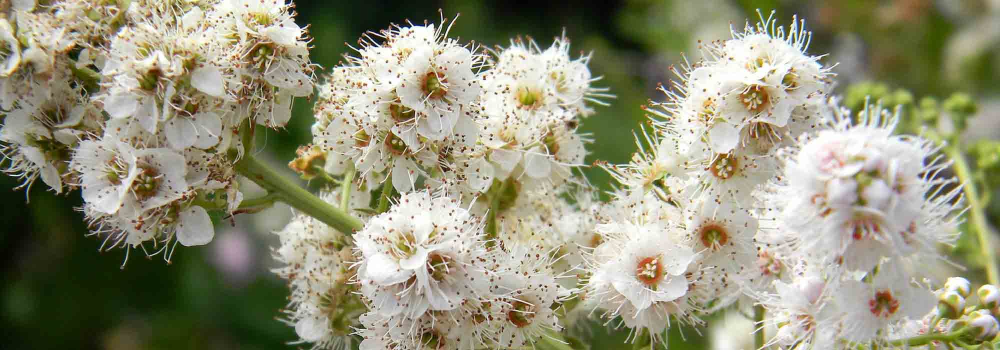 Spiraea, Spirea: Planting, Pruning and Care