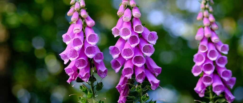 Foxgloves: sowing, planting and maintenance