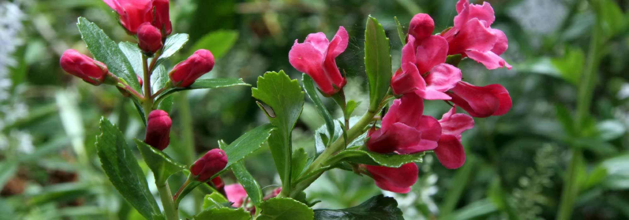 Escallonia: planting, pruning and care