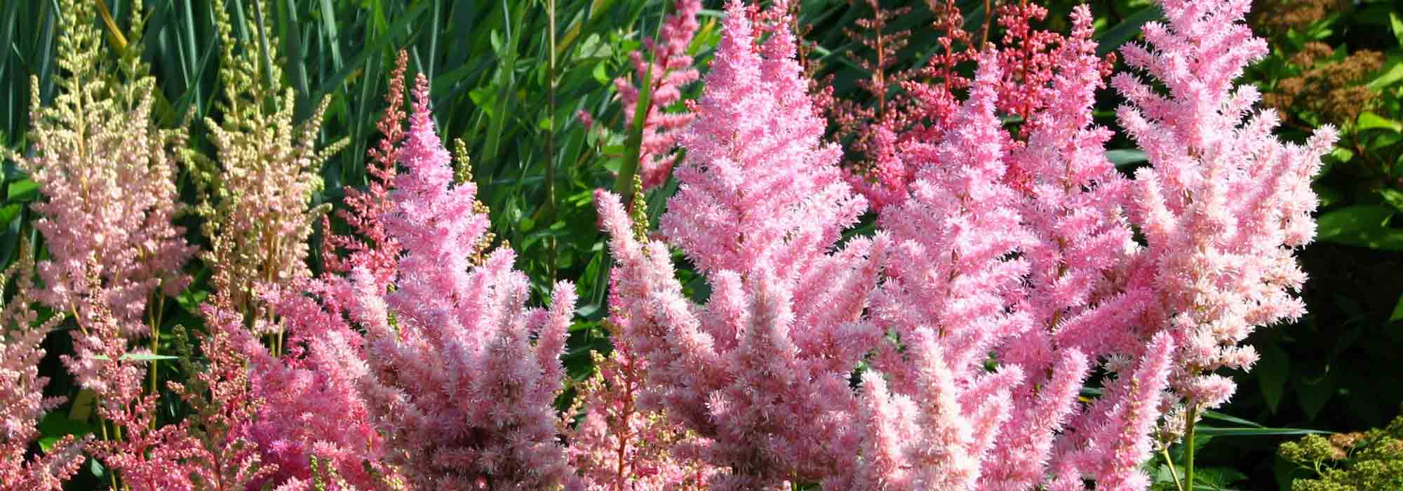 Astilbe: planting, cultivation, maintenance