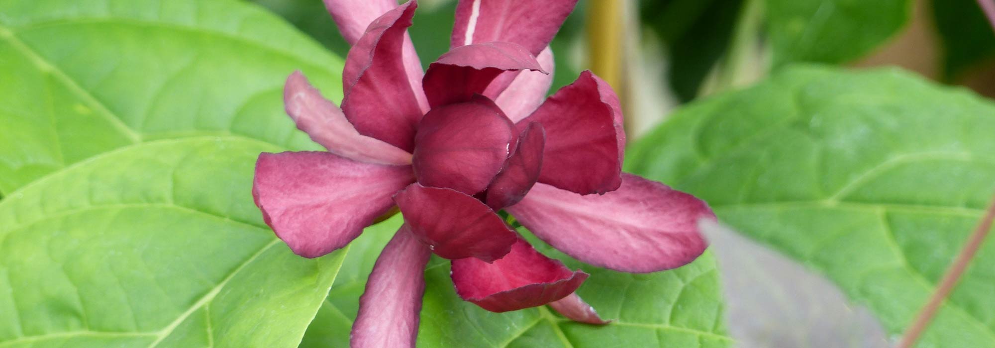 Calycanthus or anemone tree: planting, pruning and maintaining