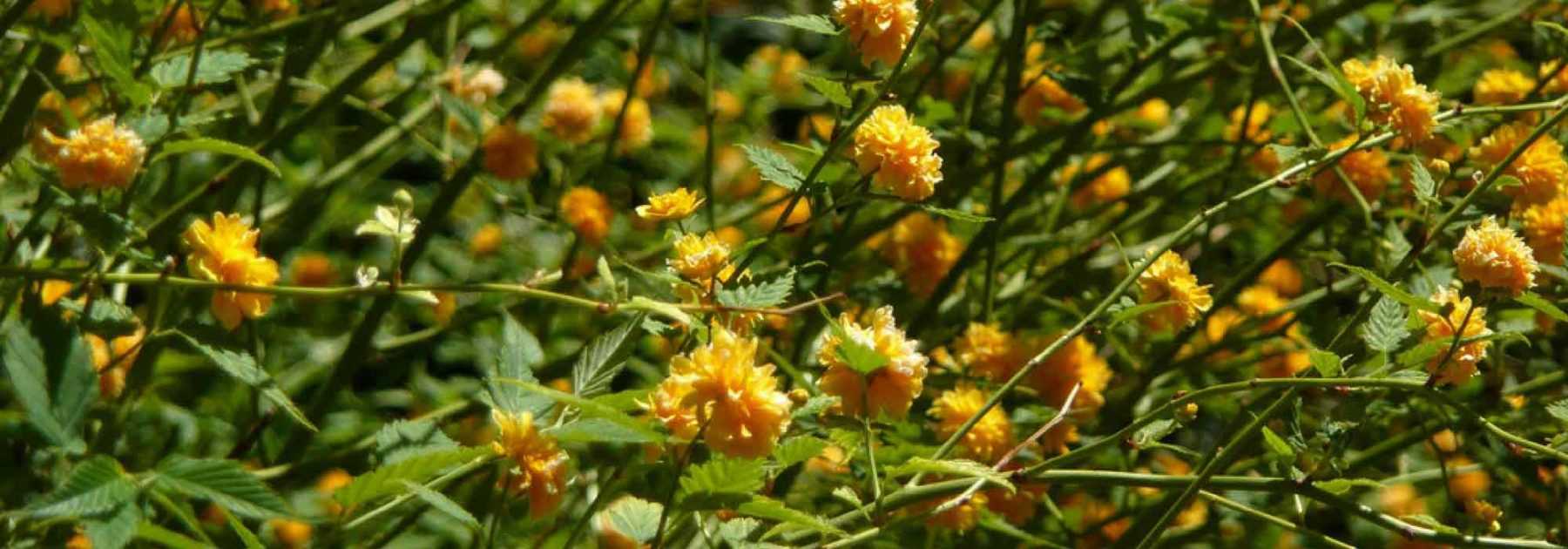 Japanese Kerria, Kerria japonica: Planting, Pruning and Care