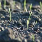Faux semis, une technique efficace pour réduire les mauvaises herbes