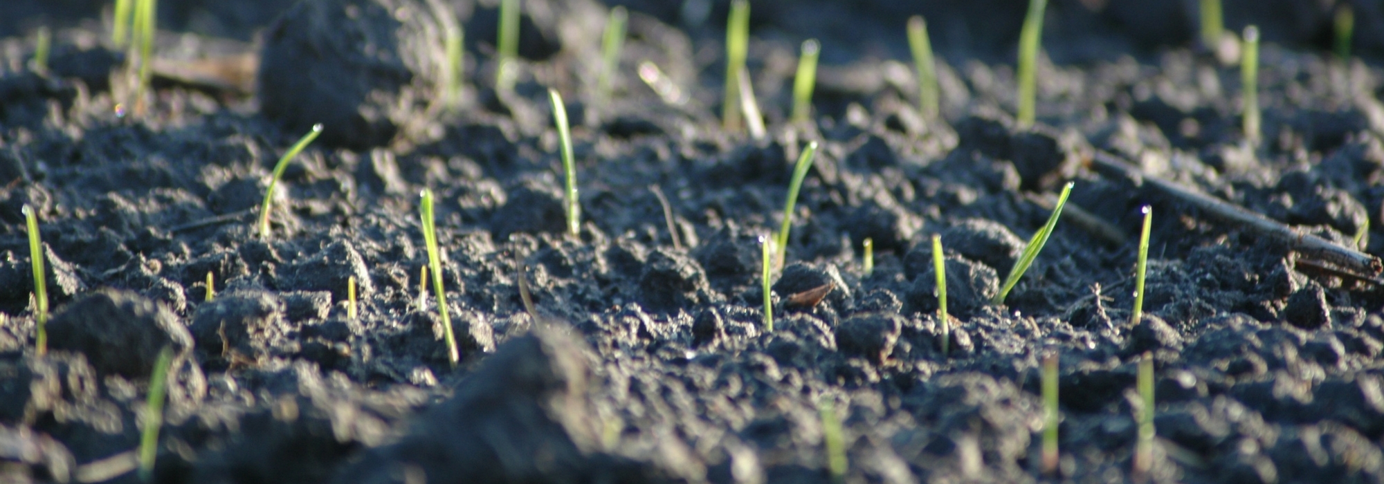Faux semis, une technique efficace pour réduire les mauvaises herbes