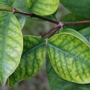 Iron chlorosis