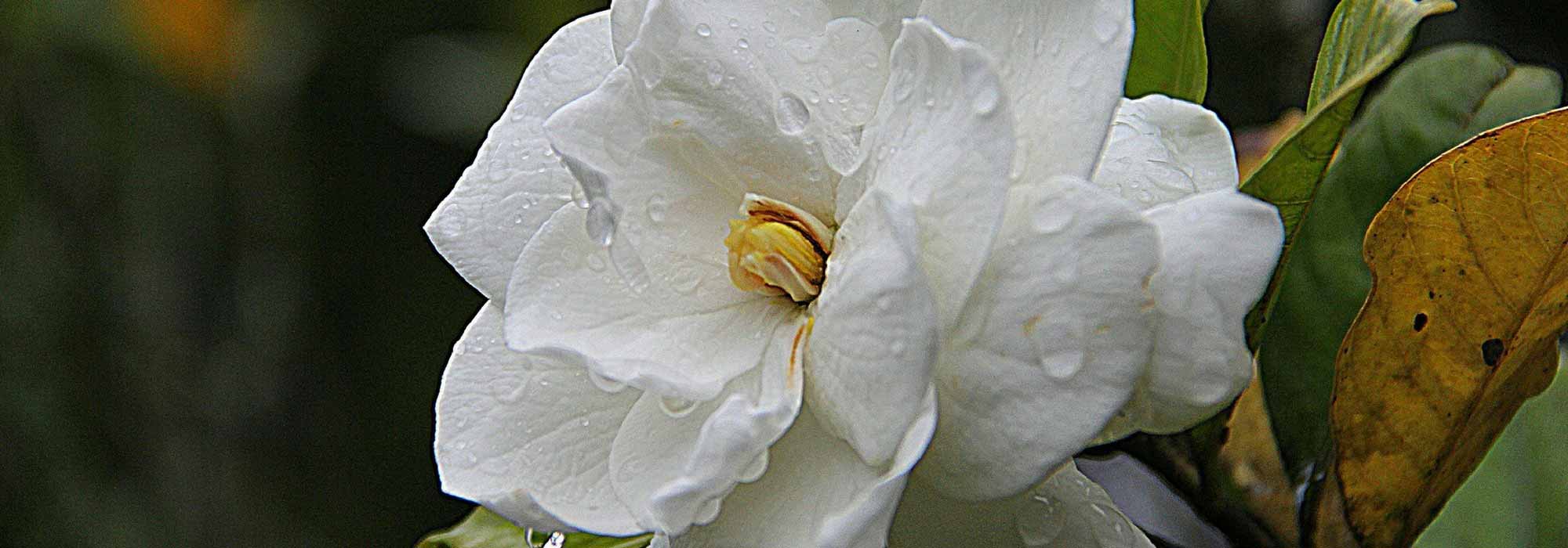 Gardenia: planting, care, pruning, watering