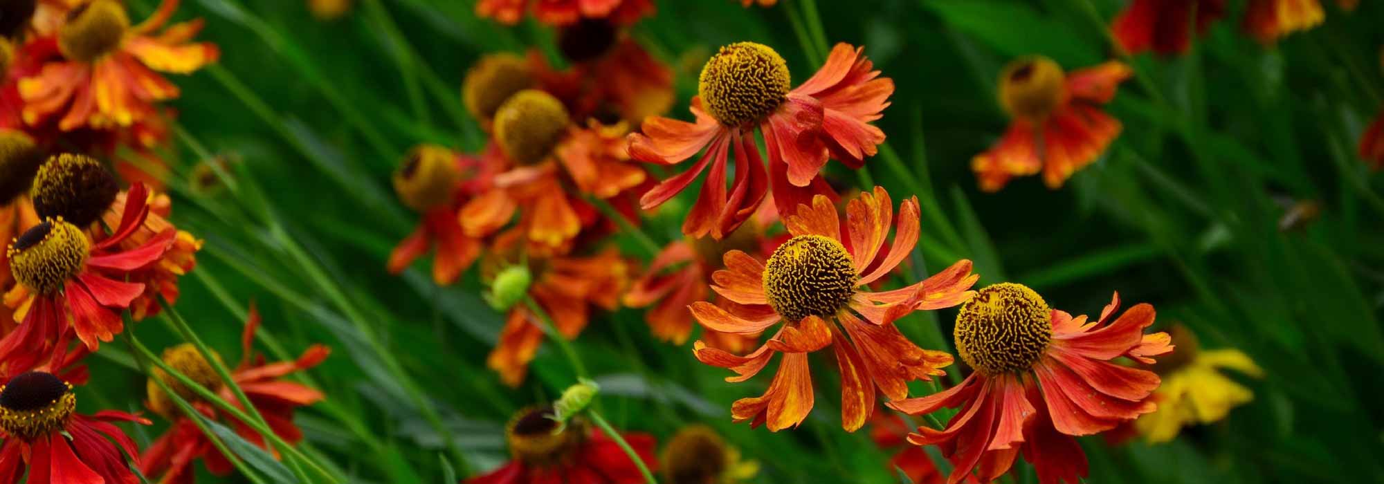Helenium, Helenium: planting, cultivation, maintenance