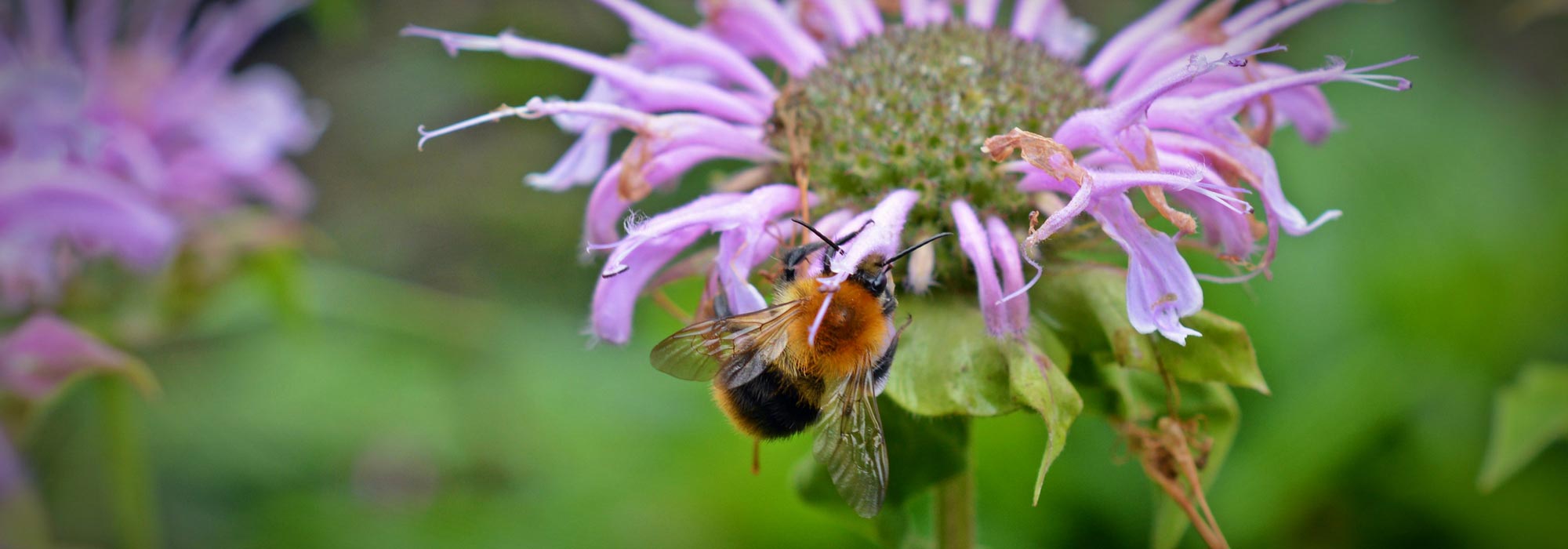 Monarda: to plant, to grow and to maintain