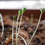 My sowings are leggy... why?