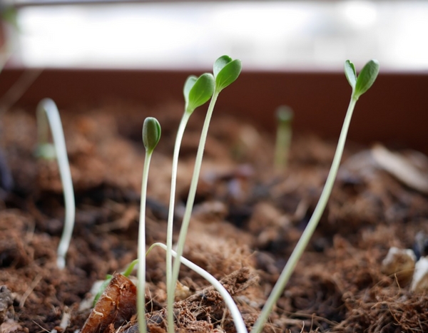 My sowings are leggy... why?