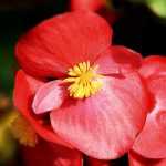 Begonias for borders: to plant, to grow and to maintain