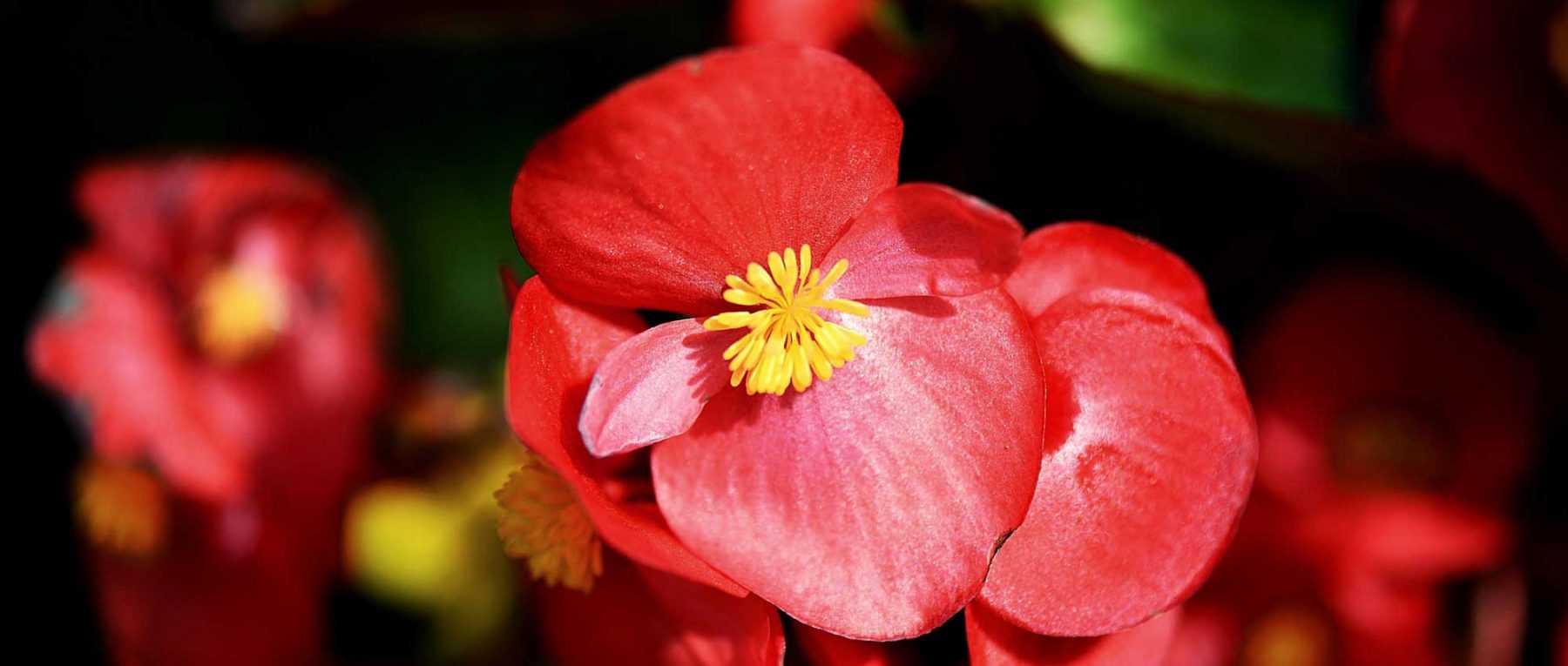 Begonias for borders: to plant, to grow and to maintain