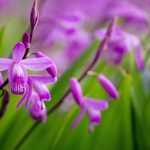 Bletilla, hyacinth orchid: to plant, to grow and to maintain