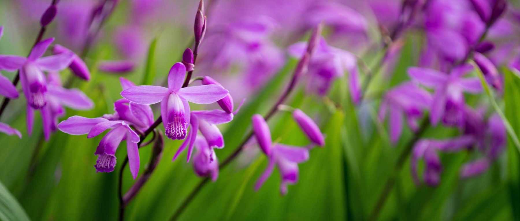 Bletilla, hyacinth orchid: to plant, to grow and to maintain