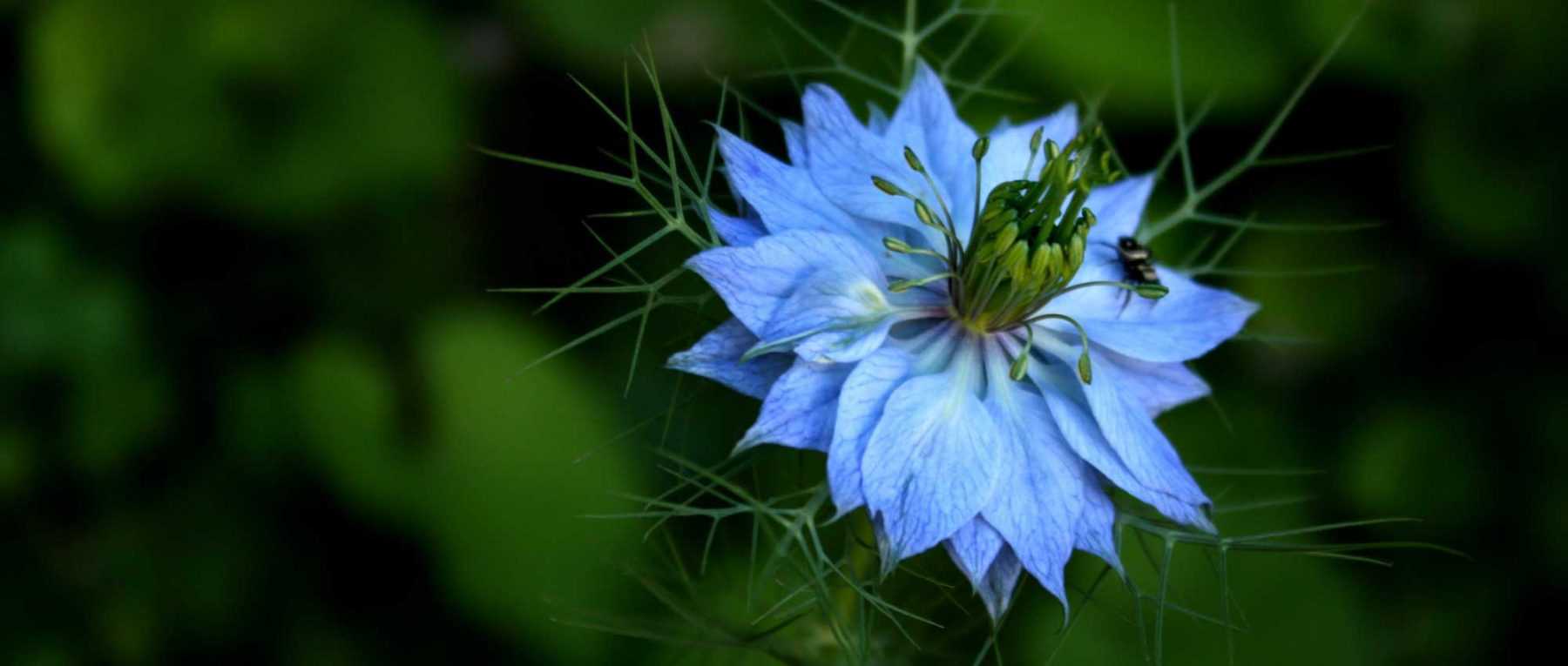 Damask Nigella: Sowing, Growing and Care