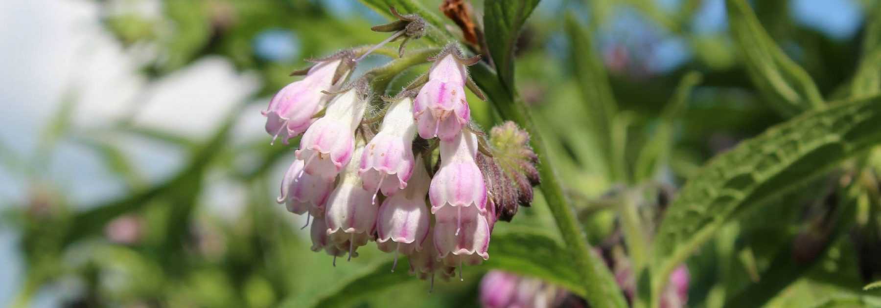 Comfrey manure: recipe, use and benefits