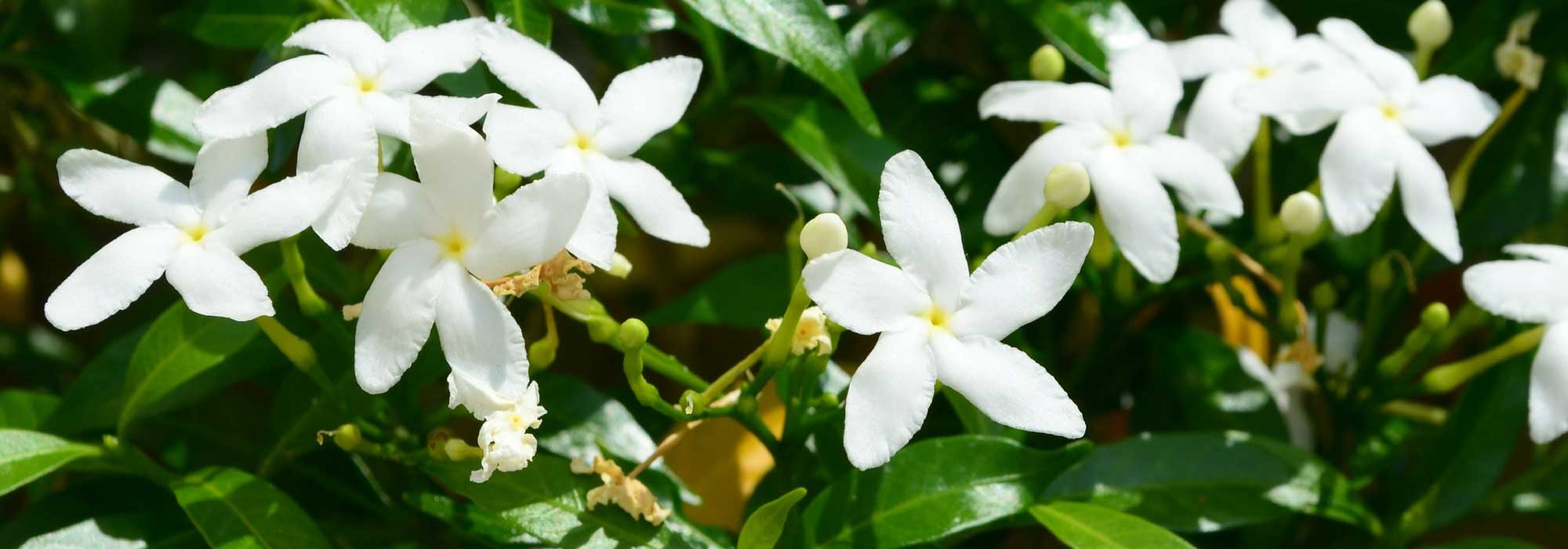 Jasmine: Planting, Care, and Pruning