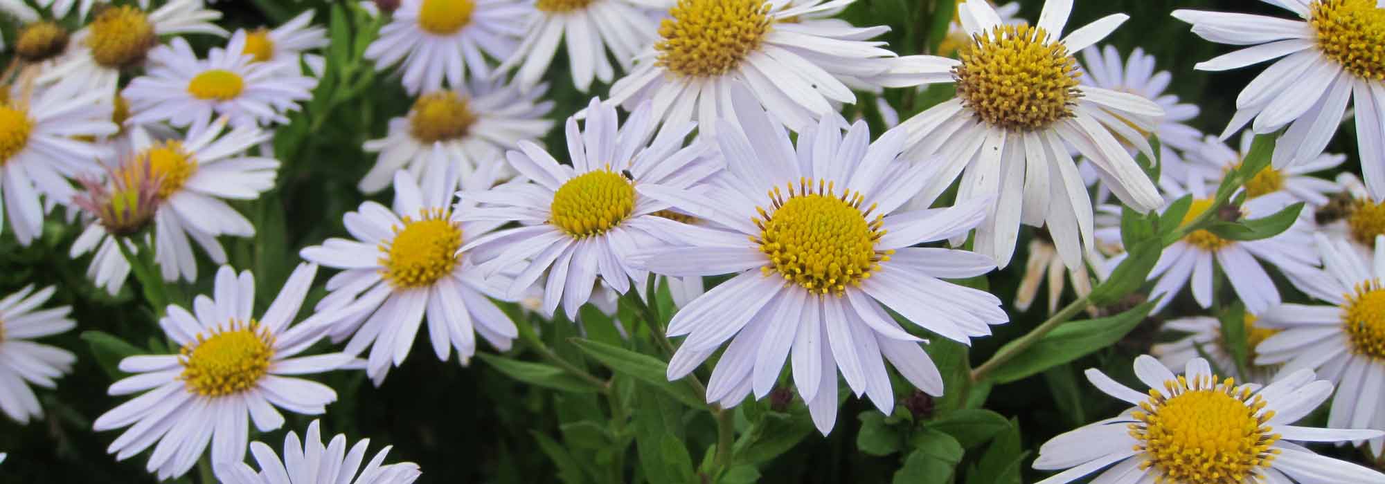 Kalimeris: to plant, to grow, to maintain