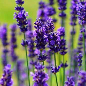 Pruning Lavender: When and How?
