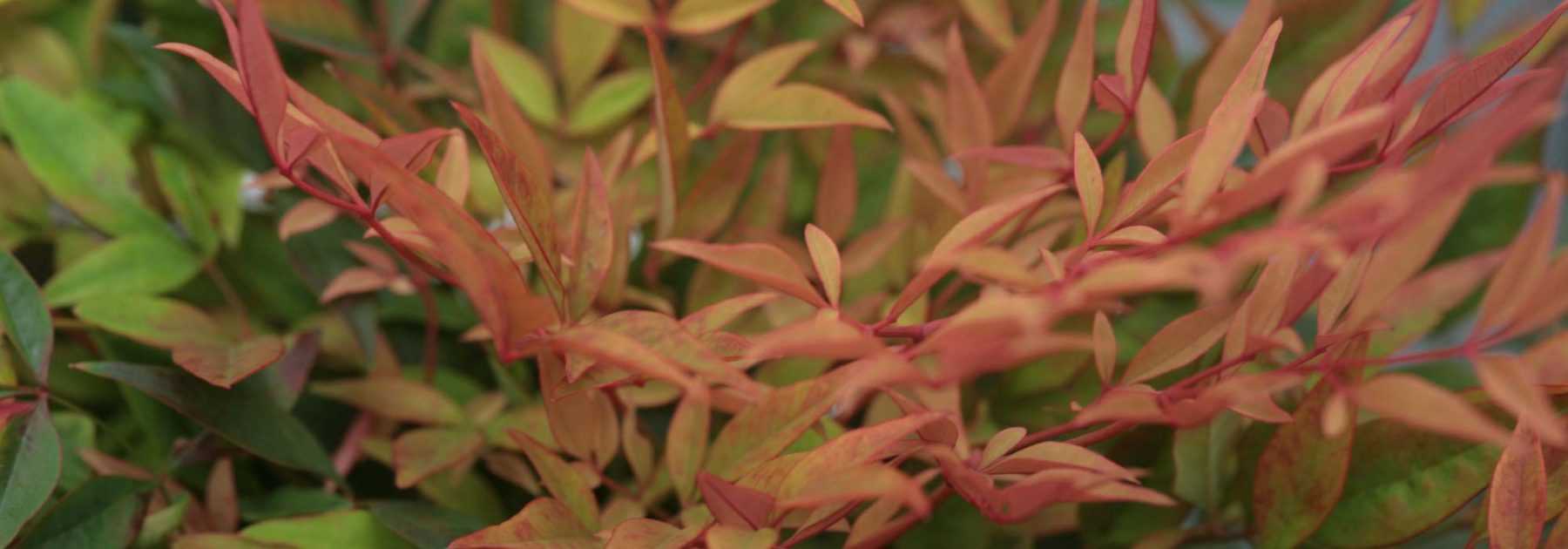 Sacred Bamboo, Nandina domestica: planting, pruning, care