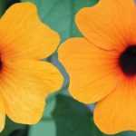 Suzanne aux yeux noir : sow, plant and maintain