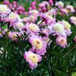 6 tips for making beautiful peony bouquets