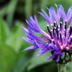 Centaury: sowing, planting and maintenance