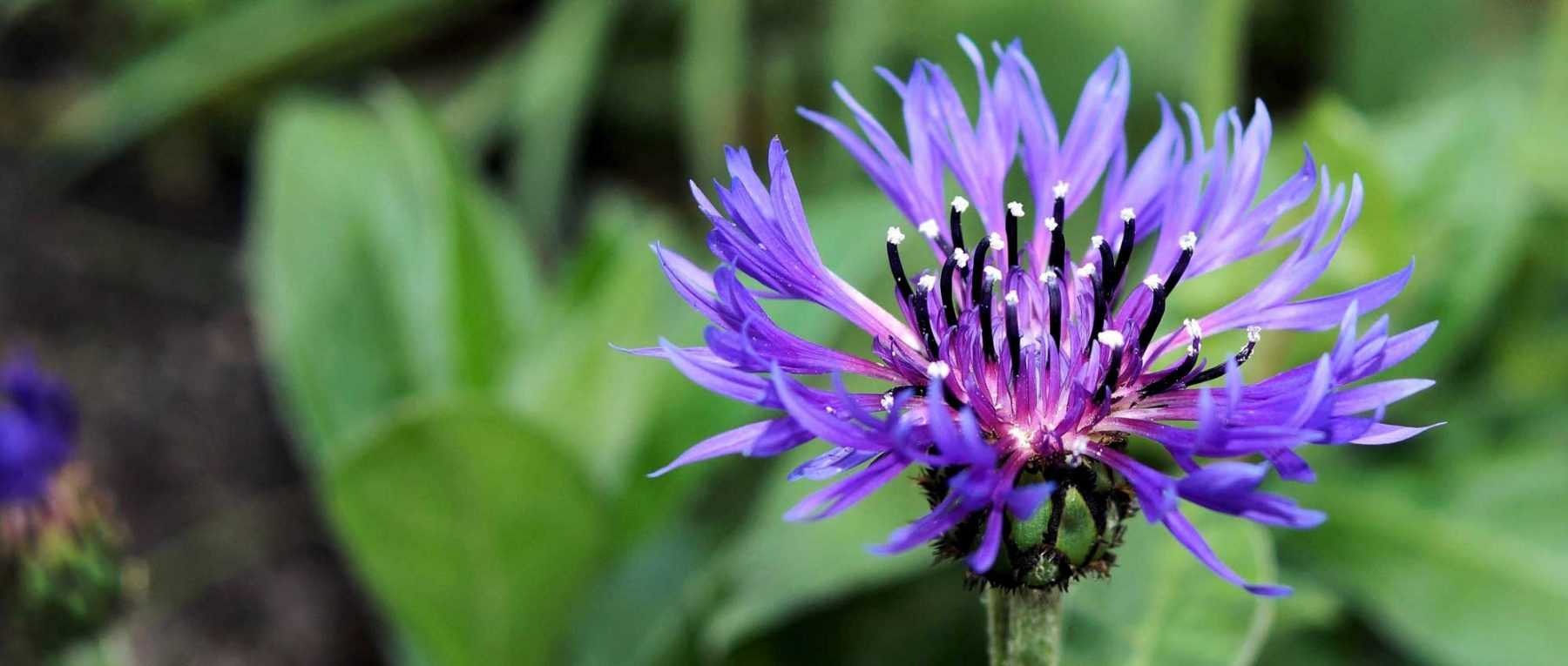 Centaury: sowing, planting and maintenance
