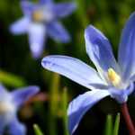 Chionodoxas: planting, cultivation and maintenance