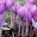 Colchicum: to grow, to plant and to maintain