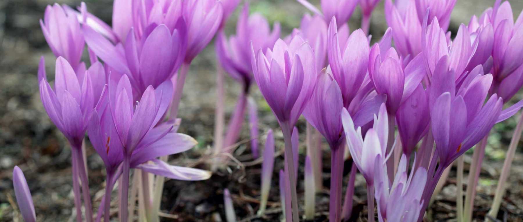 Colchicum: to grow, to plant and to maintain