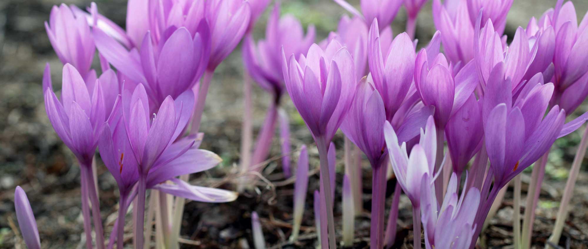Colchicum: to grow, to plant and to maintain